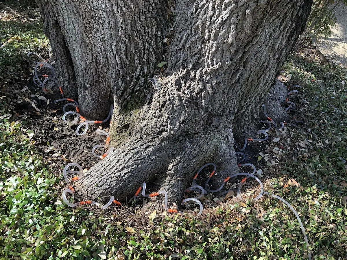 Detailed Tree Cabling and Bracing job site in Fall Creek