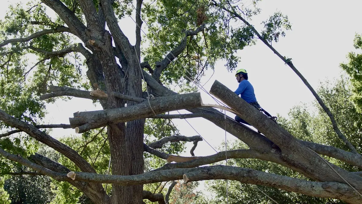Professional Crown Thinning performed by certified arborists in Fall Creek