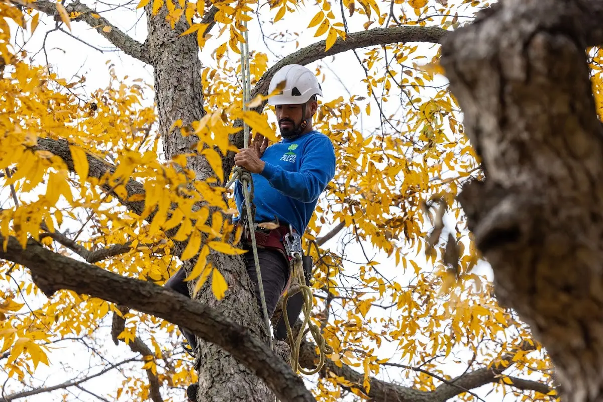Skilled Storm Damage Cleanup crew working in Fall Creek