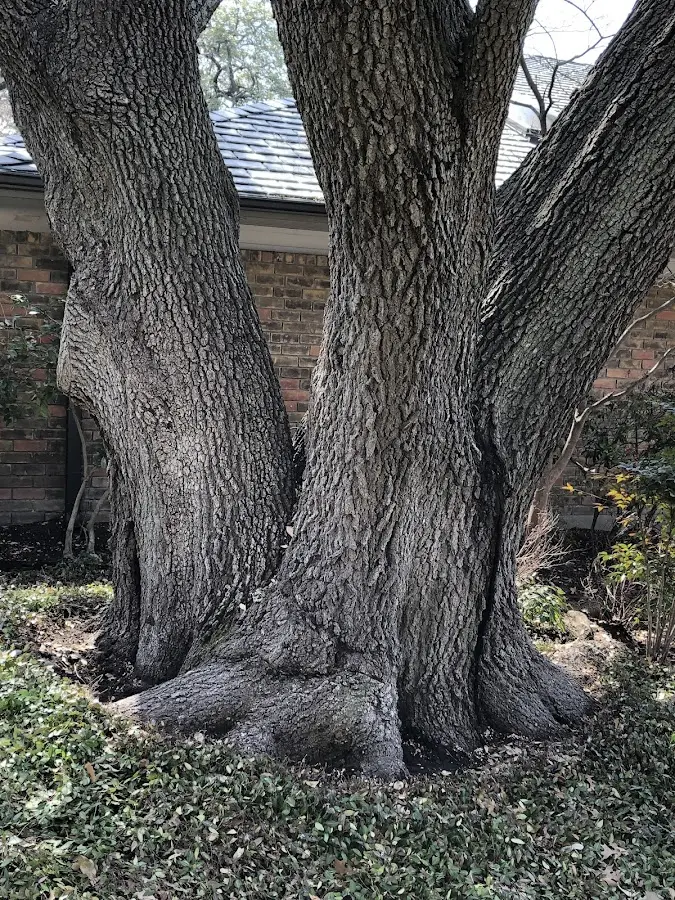 Mature heritage tree close to a Fall Creek property cared for by certified arborists